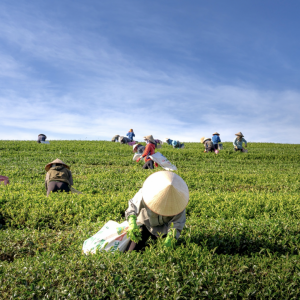 許多農夫在茶園採茶葉